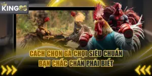 Cách Chọn Gà Chọi Siêu Chuẩn Bạn Chắc Chắn Phải Biết
