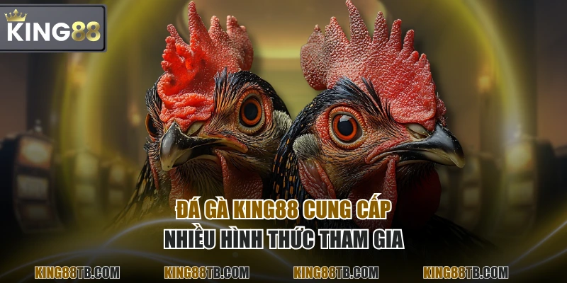 Đá Gà KING88 cung cấp nhiều hình thức tham gia